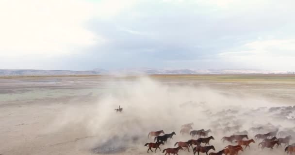 荒野に野生の馬のギャロップ 馬が走って塵を蹴り上げる KayseriのYilki馬トルコは所有者がいない野生の馬です — ストック動画