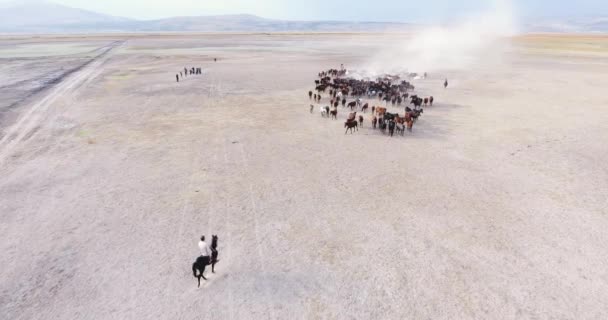 Galloping Cavalli Selvatici Nel Deserto Cavalli Che Corrono Sollevano Polvere — Video Stock