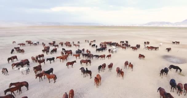 Luchtfoto Van Wilde Paarden Natuur — Stockvideo