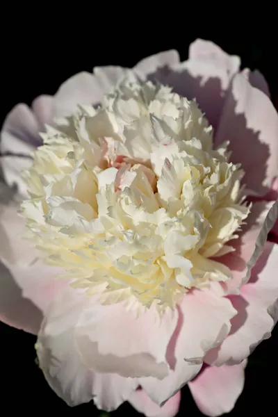 Nahaufnahme Der Weißen Pfingstrose Blütenblatt — Stockfoto