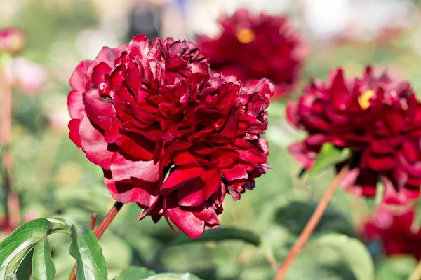 Bloemen Van Rode Pioenrozen Tuin — Stockfoto