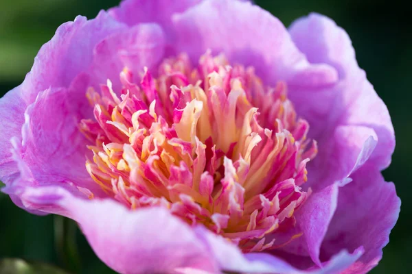Abstract Roze Pioenroos Bloemen Bloemen Kunst Achtergrond Botanische Plattegrond — Stockfoto