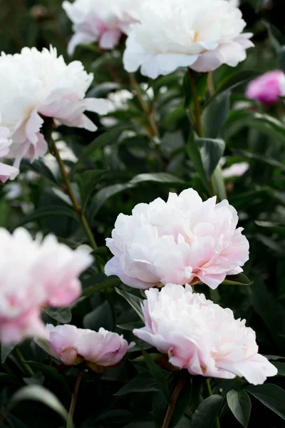 Bloeiende Roze Witte Pioen Een Botanische Tuin Pioenachtige Achtergrond — Stockfoto