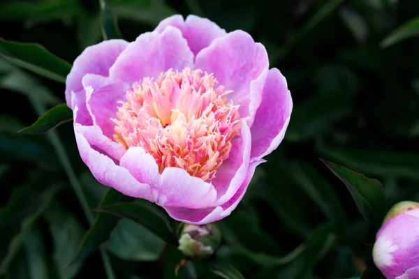 Beautiful Flowers Peonies Peony Pink Beautiful Petals — Stockfoto