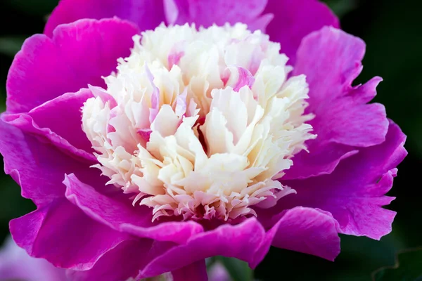 Pink Peony Flowers Floral Art Background Botanical Flatlay — Stockfoto