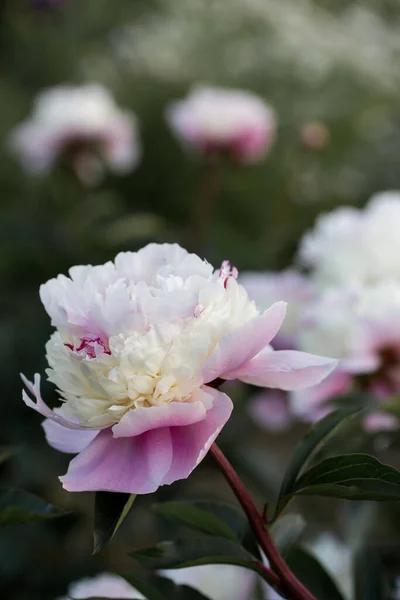 Peônias Rosa Belas Pétalas Flores Florescendo Peônias Rosa Close — Fotografia de Stock