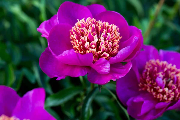 Gyönyörű Virágok Bazsarózsa Bazsarózsa Rózsaszín Gyönyörű Szirmok Stock Fotó