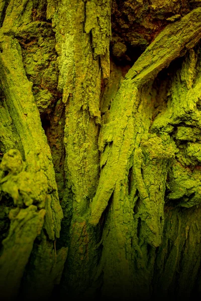 Příroda Abstraktní Stromy Pozadí Umělecké Stylizované Textury Banner Horní Pohled — Stock fotografie