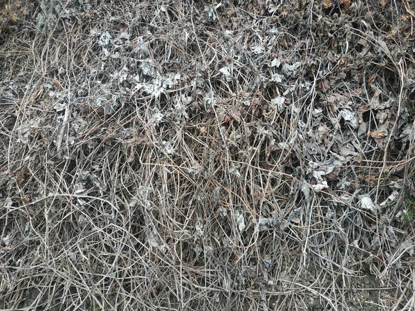 Rumput Beku Dan Daun Latar Belakang Alami Abstrak — Stok Foto