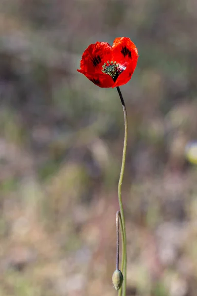 Único Papoula Vermelha Brilhante Flor Papoula Selvagem — Fotografia de Stock