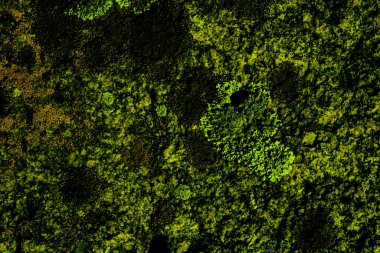 Soyut yeşil doku. Taş Arkaplan.