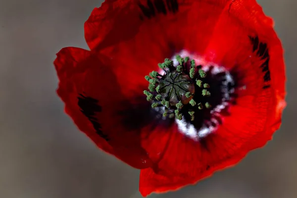 Single Bright Red Poppy Wild Poppy Flower — Stock Photo, Image