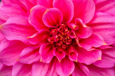 Kırmızı çiçek yaprağına yakın dur. 