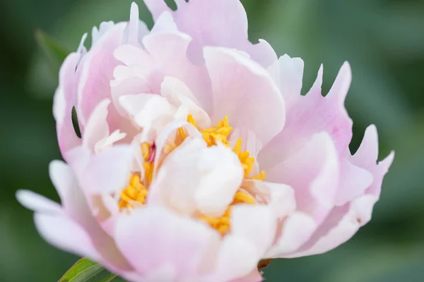 Flores Peônia Rosa Abstrata Fundo Arte Floral Liso Botânico — Fotografia de Stock
