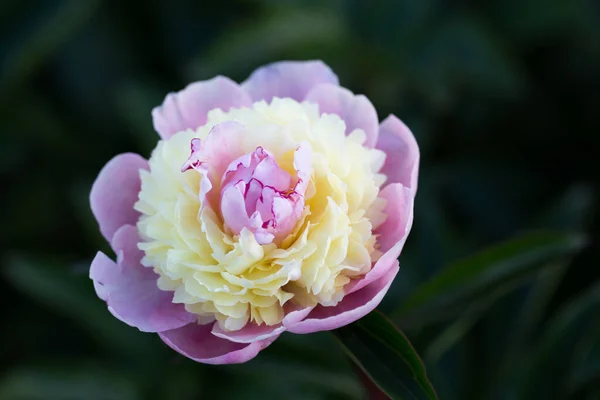 Virágzó Rózsaszín Fehér Bazsarózsa Botanikus Kertben Bazsarózsa Háttér Közelkép Stock Kép