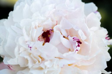 Botanik bahçesinde çiçek açan pembe beyaz şakayık, şakayık arkaplan. Yakın plan.. 