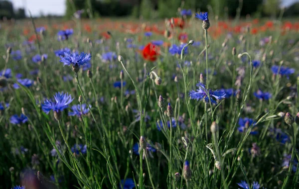 Veld Van Blauwe Korenbloemen Het Platteland Bloeiveld Met Korenbloemen — Stockfoto