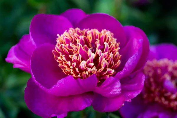 Bloeiende Roze Boompioenroos Een Botanische Tuin Pioenachtige Achtergrond Close — Stockfoto