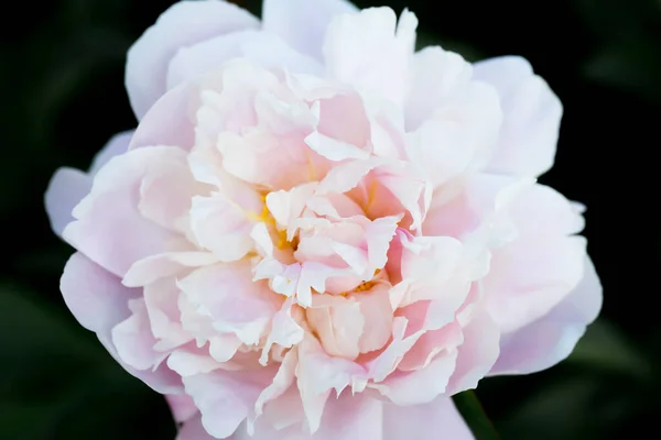 Lindas Flores Peônia Rosa Branca Fundo Arte Floral Liso Botânico — Fotografia de Stock