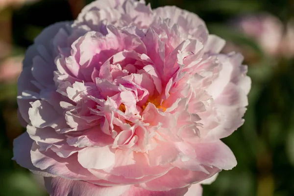 Peonies Pink Beautiful Petals Flowers Blooming Pink Peonies Close — Stockfoto