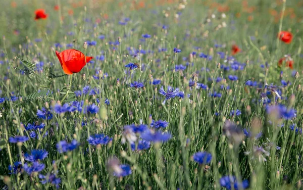 Kék Búzavirágok Mezeje Vidéken Virágzó Mező Kukoricavirágokkal Jogdíjmentes Stock Képek