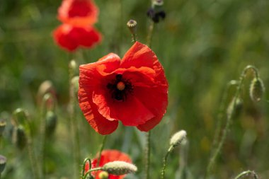 Kırsalda kırmızı haşhaş tarlası. Mavi çiçekli ve kırmızı gelincikli bir tarla..