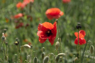 Kırsalda kırmızı haşhaş tarlası. Kırmızı gelincikli çiçek tarlası.