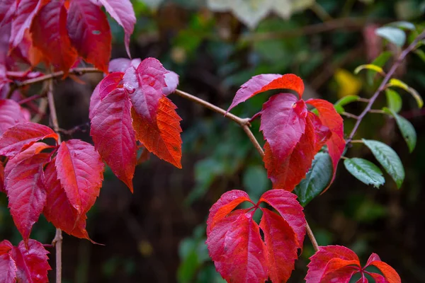 Background Autumn Red Leaves Wild Vine Autumn Forest — Stockfoto