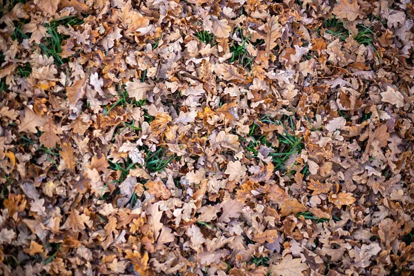 Background Autumn Leaves Autumn Leaves Background Top View — Foto de Stock