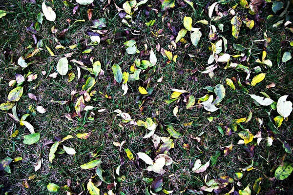 Background Autumn Leaves Autumn Fallen Leaves Top View — Foto de Stock