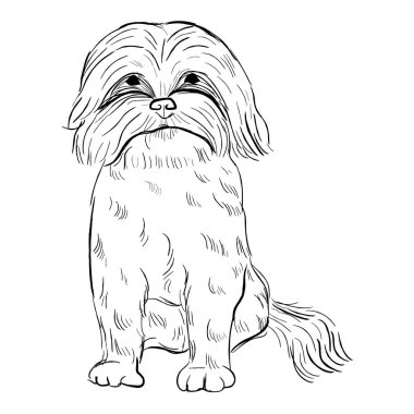 Beyaz arka planda Zuchon köpeği izole edilmiş. El çizimi köpek cinsi vektör çizimi.