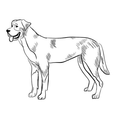 Büyük İsviçre dağ köpeği beyaz arka planda izole edilmiş. El çizimi köpek cinsi vektör çizimi.