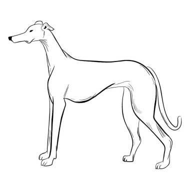 Beyaz arka planda Greyhound köpeği izole edildi. El çizimi köpek cinsi vektör çizimi.