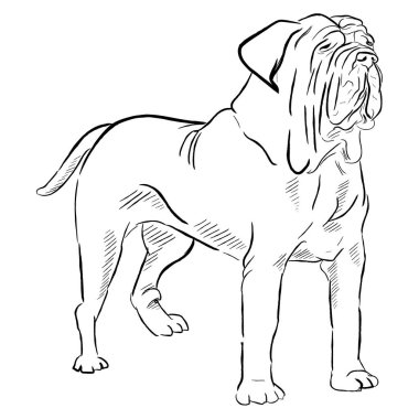 Napolili Mastiff köpeği beyaz arka planda izole edilmiş. El çizimi Mastino Napoletano köpek cinsi vektör çizimi.
