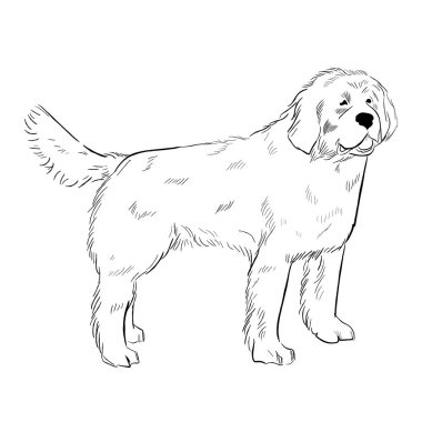 Newfoundland köpeği beyaz arka planda izole edilmiş. El çizimi köpek cinsi vektör çizimi.