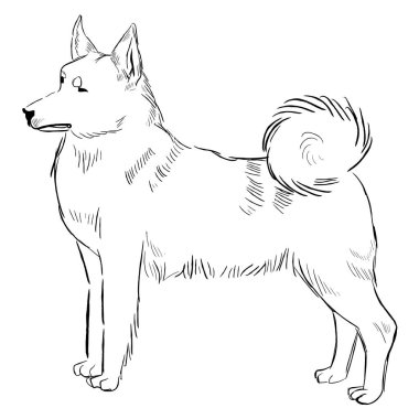 Norveç Buhund köpeği beyaz arka planda izole edildi. El çizimi köpek cinsi vektör çizimi.