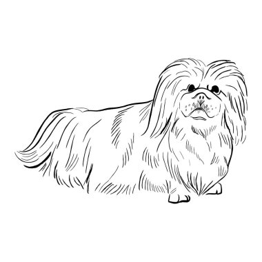 Pekin köpeği beyaz arka planda izole edilmiş. El çizimi köpek cinsi vektör çizimi.