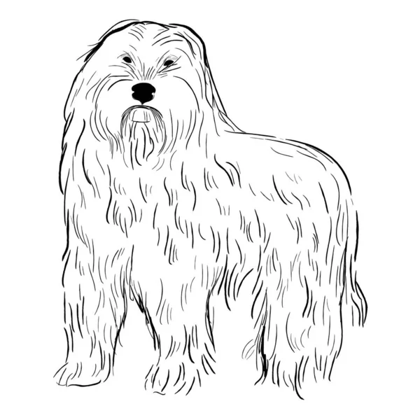 Bearded Collie Dog Isolated White Background Hand Drawn Dog Breed — Stock Vector