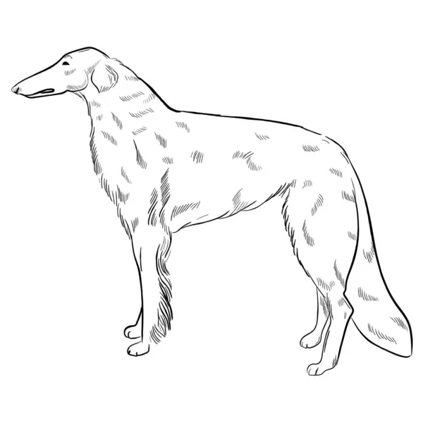 Borzoi Cão Isolado Fundo Branco Desenhado Mão Cão Raça Vetor —  Vetores de Stock