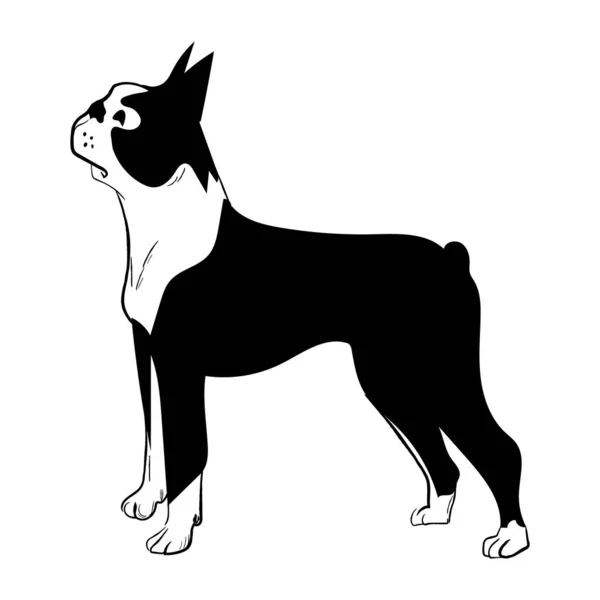 Boston Terrier Hund Isolerad Vit Bakgrund Handritad Hund Ras Vektor — Stock vektor