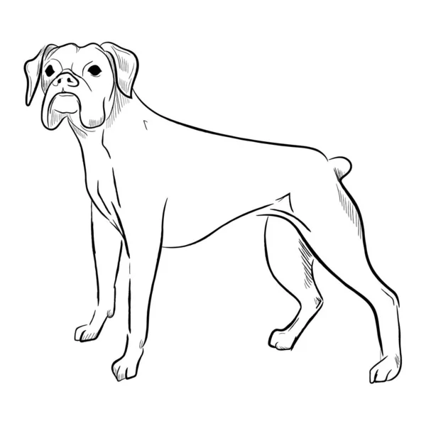 Boxer Dog Isolated White Background Hand Drawn Dog Breed Vector — Stock Vector