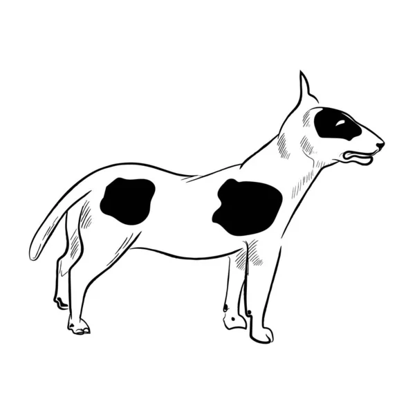 Bulterrier Hond Geïsoleerd Witte Achtergrond Met Hand Getrokken Hond Ras — Stockvector