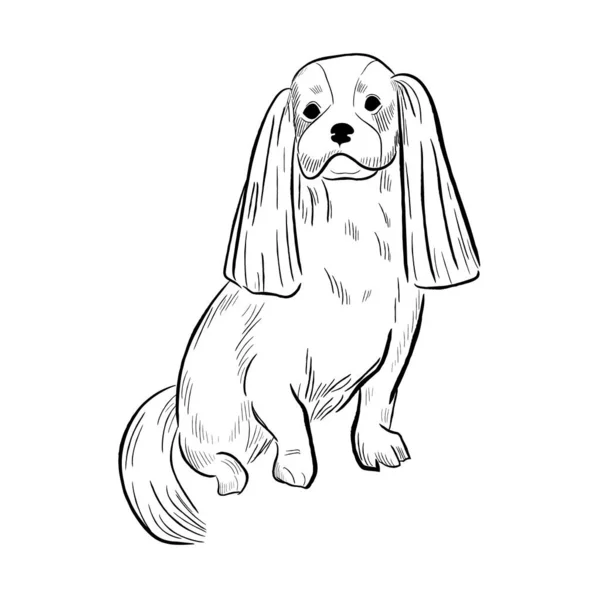 Cavalier King Charles Spaniel Dog 배경에 고립된 개이다 손으로 스케치 — 스톡 벡터