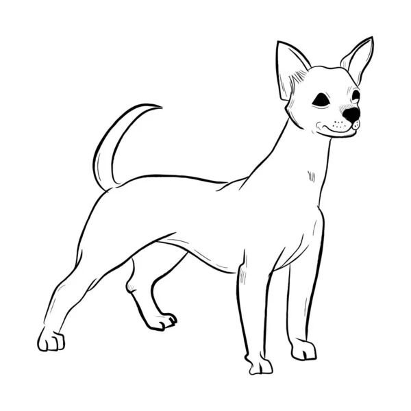 Chihuahua Cão Isolado Fundo Branco Desenhado Mão Cão Raça Vetor — Vetor de Stock