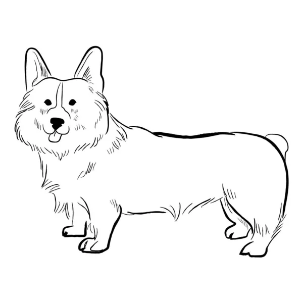 Chien Corgie Isolé Sur Fond Blanc Croquis Vectoriel Race Canine — Image vectorielle