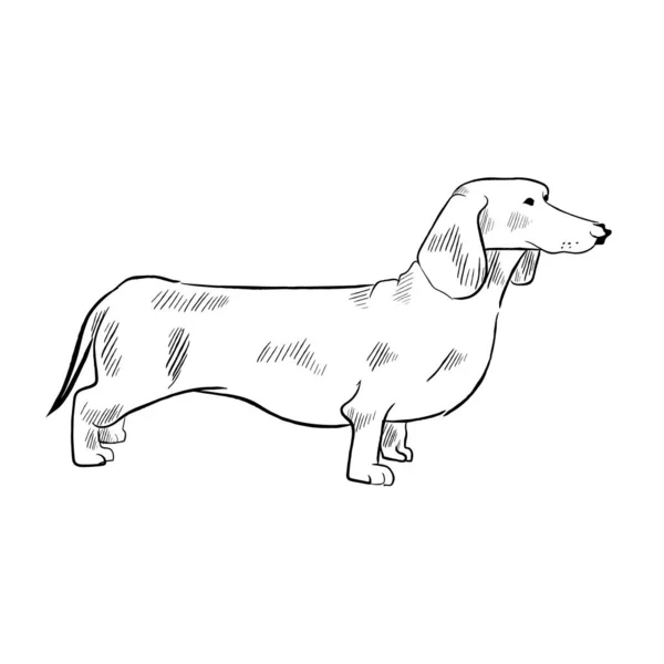 Dachshund Cão Isolado Fundo Branco Desenhado Mão Cão Raça Vetor — Vetor de Stock