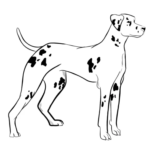 Dalmatiner Hund Isoliert Auf Weißem Hintergrund Handgezeichnete Vektorskizze Der Hunderasse — Stockvektor
