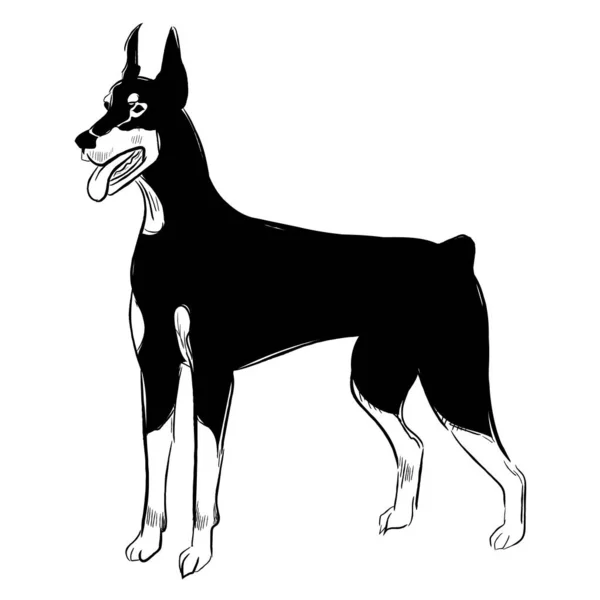 Doberman Cão Isolado Fundo Branco Desenhado Mão Cão Raça Vetor —  Vetores de Stock