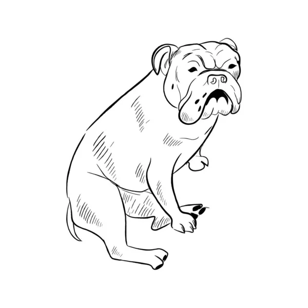 Cão Bulldog Inglês Isolado Fundo Branco Desenhado Mão Cão Raça —  Vetores de Stock