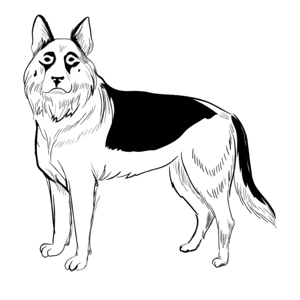 Tyska Shepherd Hund Isolerad Vit Bakgrund Handritad Hund Ras Vektor — Stock vektor
